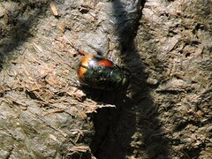 Sphaeridium scarabaeoides