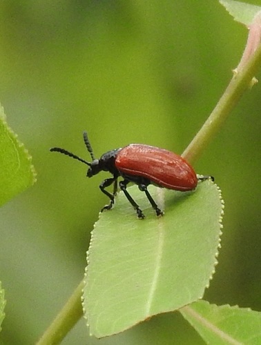 Air Potato Leaf Beetle photo 5