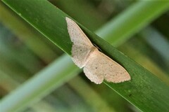Scopula optivata
