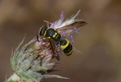 Ancistrocerus longispinosus