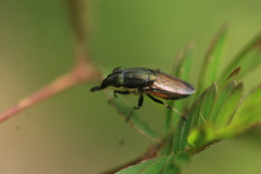 Idiella