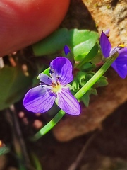 Veronica syriaca