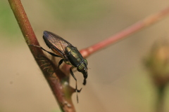 Idiella