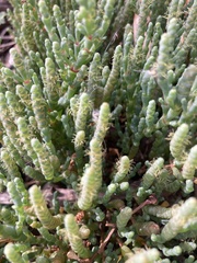 Salicornia