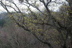 Sassafras randaiense