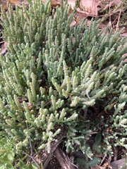 Salicornia