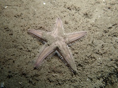Astropecten