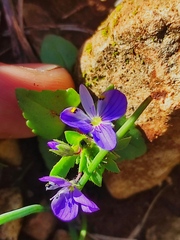 Veronica syriaca