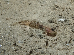 Acentrogobius pflaumii