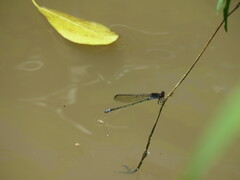 Pseudagrion hamoni