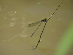 Pseudagrion hamoni