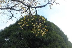 Sassafras randaiense