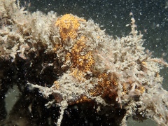 Botrylloides diegensis