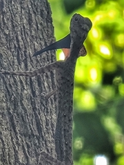 Draco melanopogon