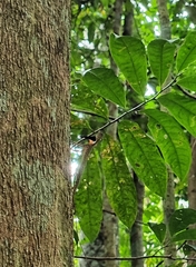 Draco melanopogon