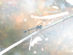 Notiothemis jonesi