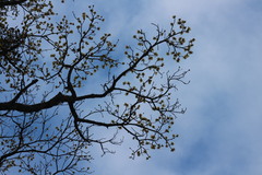 Sassafras randaiense