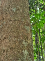 Draco melanopogon