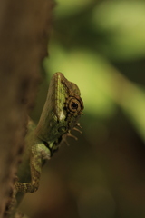 Monilesaurus ellioti