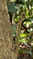 Draco melanopogon