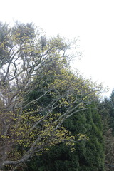 Sassafras randaiense