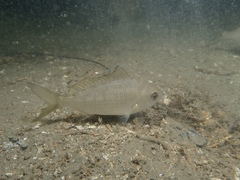 Gerres subfasciatus