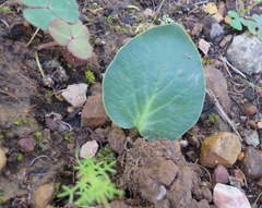 Pelargonium asarifolium
