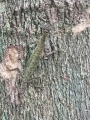 Draco melanopogon