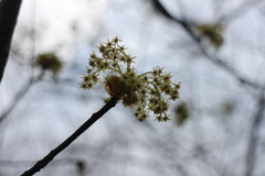 Sassafras randaiense