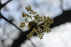 Sassafras randaiense