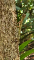 Draco melanopogon