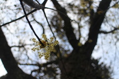 Sassafras randaiense