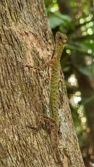 Draco melanopogon