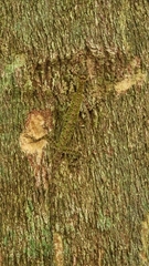 Draco melanopogon