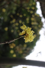 Sassafras randaiense