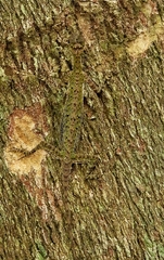Draco melanopogon
