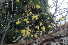 Sassafras randaiense
