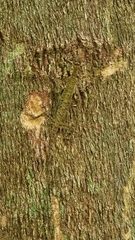 Draco melanopogon