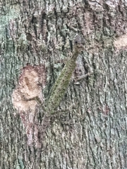 Draco melanopogon