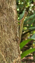 Draco melanopogon
