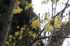 Sassafras randaiense