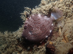 Eubalichthys mosaicus