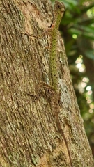 Draco melanopogon