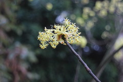 Sassafras randaiense
