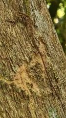 Draco melanopogon