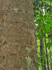 Draco melanopogon