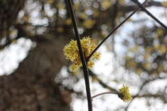 Sassafras randaiense