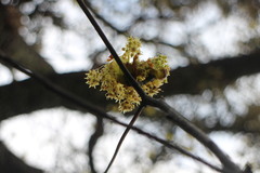 Sassafras randaiense