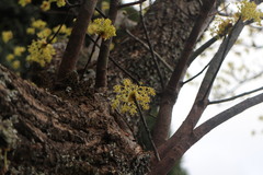 Sassafras randaiense