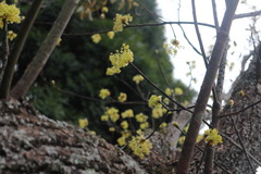 Sassafras randaiense